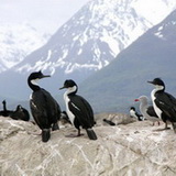 Ushuaia - Cormorants